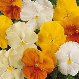 Pansy viola x wittrockiana 'Matrix Citrus Mix'