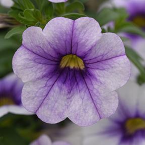 Calibrachoa hybrida 'Minifamous Neo Violet Ice'