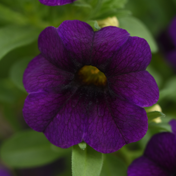 Calibrachoa hybrida 'Minifamous Uno Dark Blue'