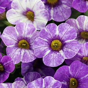 Calibrachoa hybrida 'Skywalker'