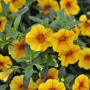 Calibrachoa Hybrida 'Volcano Gold'