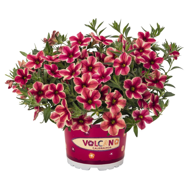 Calibrachoa Hybrida 'Volcano Neon'