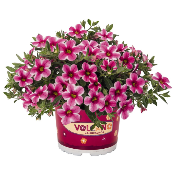 Calibrachoa Hybrida 'Volcano Pink'