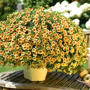 Calibrachoa Hybrida 'Volcano Sunrise'