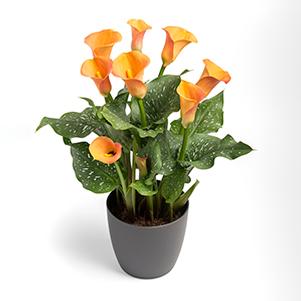 Calla Lilies zantedeschia rehmannii hybrida 'Beatrix - Orange'