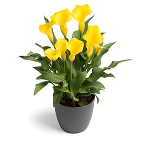 Calla Lilies zantedeschia rehmannii hybrida 'Captain Morelli - Yellow'