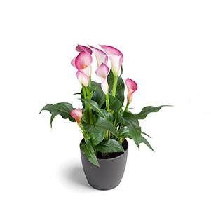 Calla Lilies zantedeschia rehmannii hybrida 'Dreamland - Pink'