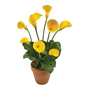 Calla Lilies zantedeschia rehmannii hybrida 'Gold Fever - Yellow'