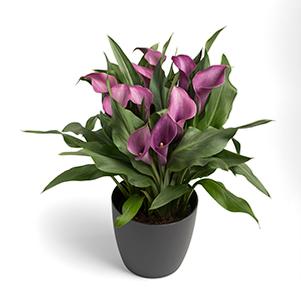 Calla Lilies zantedeschia rehmannii hybrida 'Grape Velvet - Purple'