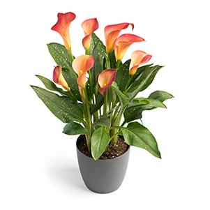 Calla Lilies zantedeschia rehmannii hybrida 'Lady Marmalade - Orange/Red'