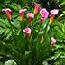 Calla Lilies zantedeschia rehmannii hybrida 'Pillow Talk - Pink'