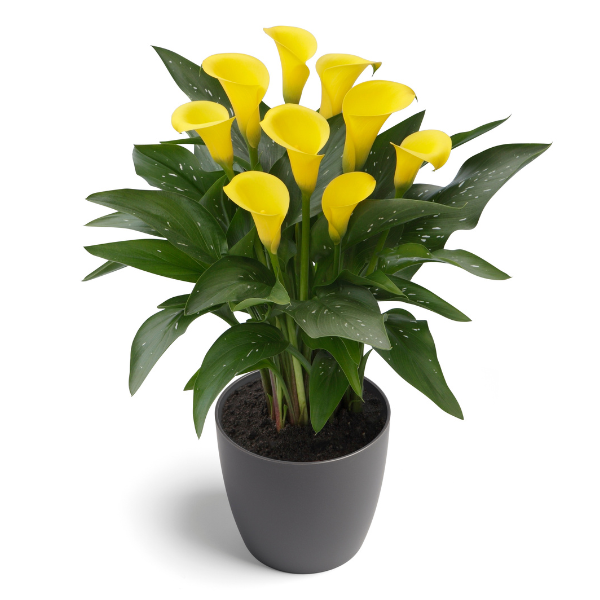 Calla Lilies zantedeschia rehmannii hybrida 'Sunclub'