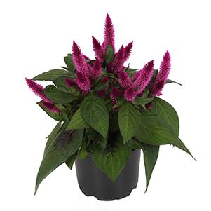 Celosia plumosa 'Kelos Atomic Violet'