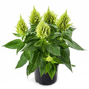Celosia plumosa 'Kelos Fire Lime'