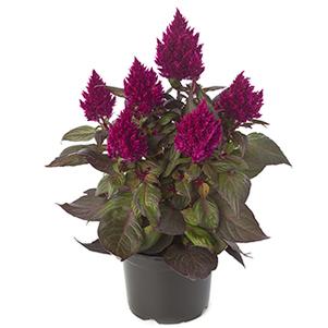 Celosia plumosa 'Kelos Fire Magenta'