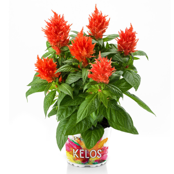 Celosia plumosa 'Kelos Fire Orange'