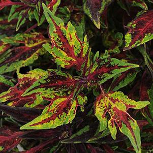 Coleus scutellarioides 'Flame Thrower Chili Pepper'