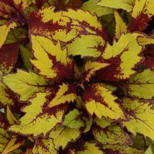 Coleus scutellarioides 'Flame Thrower Spiced Curry'