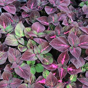 Coleus scutellarioides 'Perilla Magilla'