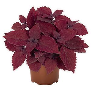 Coleus scutellarioides 'Main Street Beale Street'