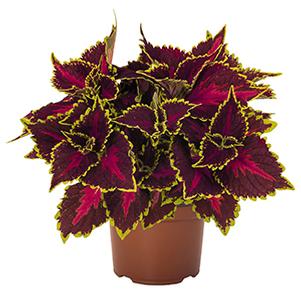 Coleus scutellarioides 'Main Street Ocean Drive'