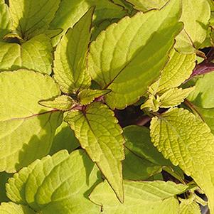 Coleus scutellarioides 'Stained Glassworks Big Blonde'
