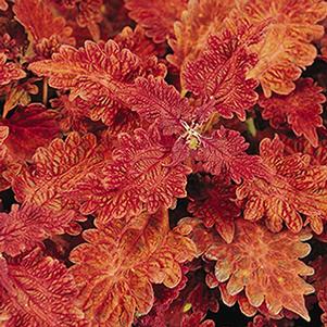 Coleus scutellarioides 'Stained Glassworks Copper'