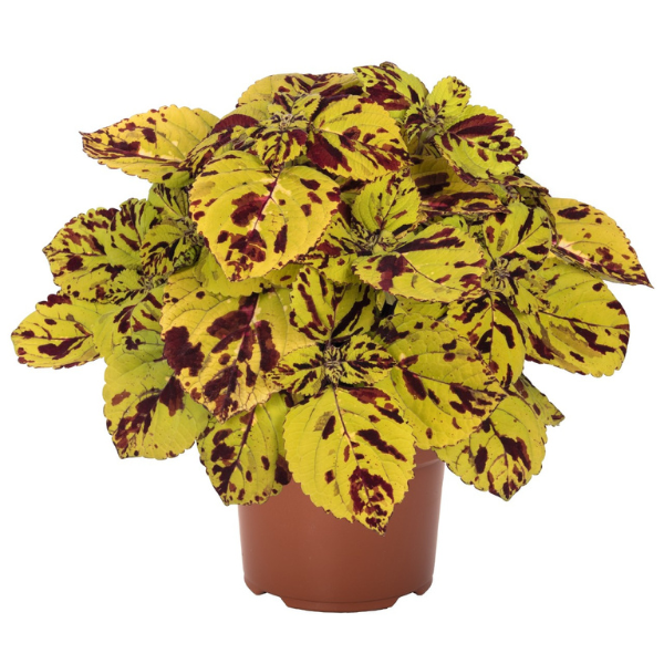 Coleus scutellarioides 'Stained Glassworks Presidio'