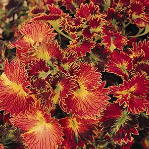 Coleus scutellarioides 'Stained Glassworks Tilt A Whirl'