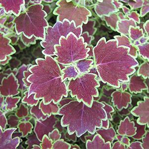 Coleus scutellarioides 'Stained Glassworks Trailing Monarch'