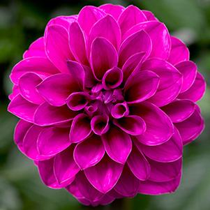 Dahlia hybrida 'Grandalia Dark Rose'