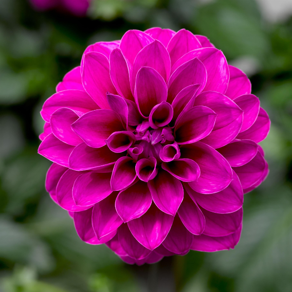 Dahlia hybrida 'Grandalia Dark Rose'