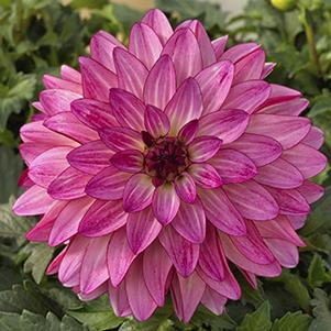 Dahlia hybrida 'Grandalia Pink'