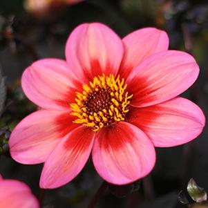 Dahlia hybrida 'Dahlegria Apricot Tricolor'