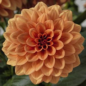 Dahlia hybrida 'Dahlegria Orange'