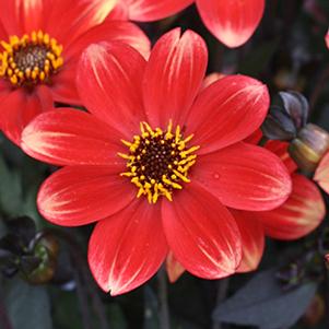 Dahlia hybrida 'Dahlegria Orange Bicolor'