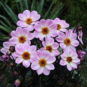 Dahlia hybrida 'Dahlegria Pink Flame'