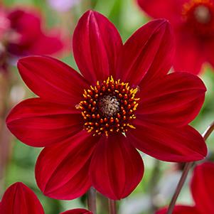 Dahlia hybrida 'Dahlegria Red'