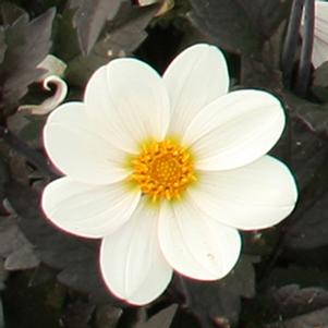 Dahlia pinnata 'Dahlegria White'