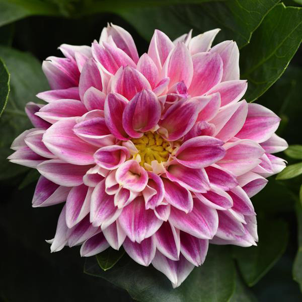 Dahlia pinnata 'Dahlietta Louise'