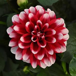 Dahlia hybrida 'Dalaya Dark Red and White'