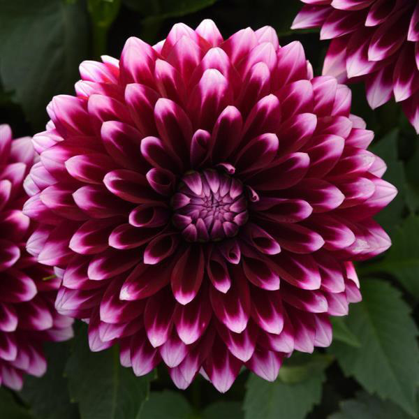 Dahlia hybrida 'Dalaya Purple and White'