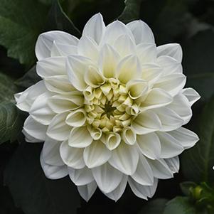 Dahlia hybrida 'Dalaya White'