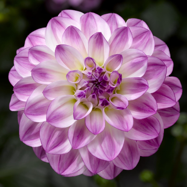 Dahlia hybrida 'Grandalia Lavender Ice'