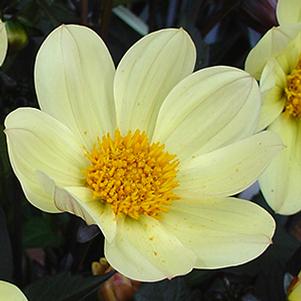 Dahlia hybrida 'Happy Days Lemon'