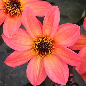 Dahlia hybrida 'Happy Days Neon'