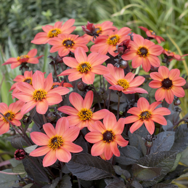 Dahlia hybrida 'Happy Days Orange Red Bicolor'