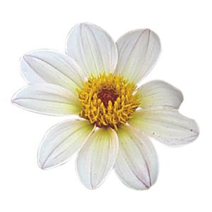 Dahlia hybrida 'Happy Days White'