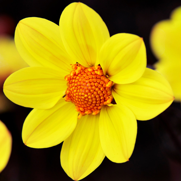 Dahlia hybrida 'Happy Days Yellow'