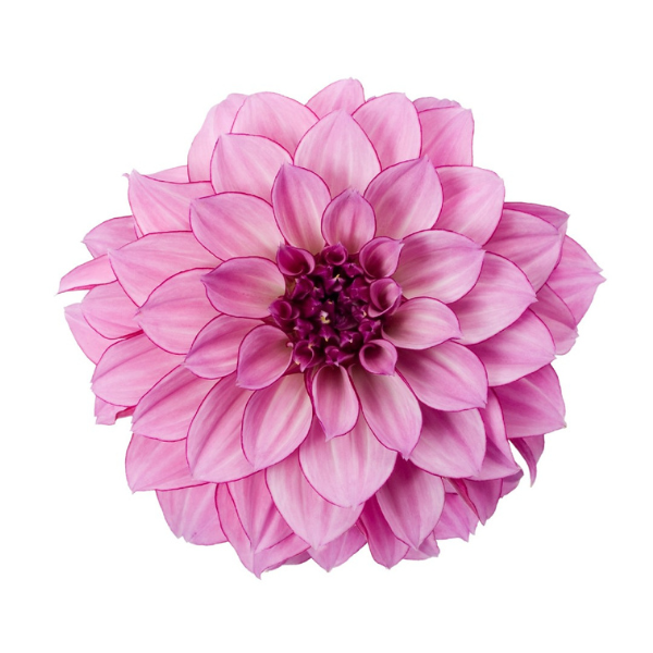 Dahlia hybrida 'Hypnotica Purple Bicolor'